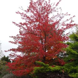 Tupelo, Gommier noir / Nyssa sylvatica